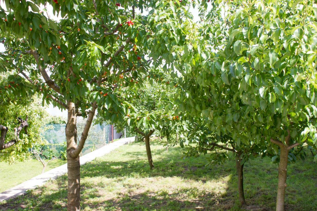 Villa Fig Zmijavci Eksteriør billede